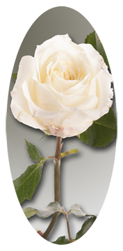 White Rose Stem (Matthews)